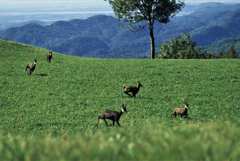 Baita Tana Da L'Ors Forgaria nel Friuli Zewnętrze zdjęcie